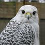 177 Texel